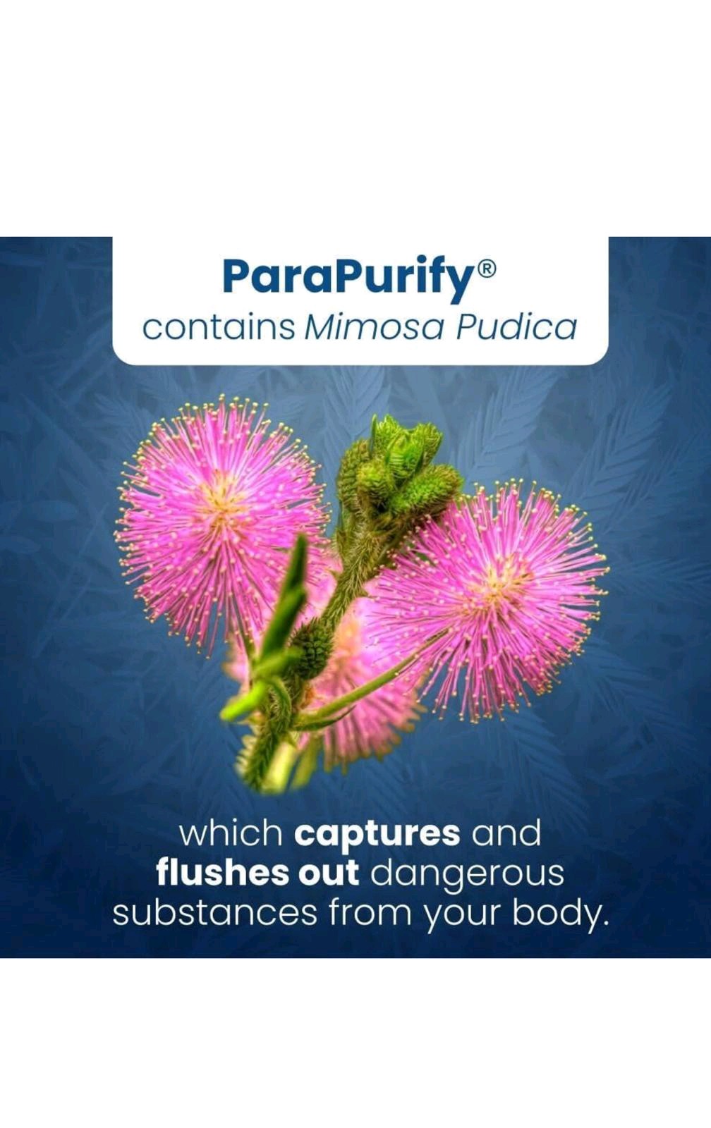 WELL OF LIFE ParaPurify | 120 Vegetarian Capsules:Free Shipping New.exp:02/2027