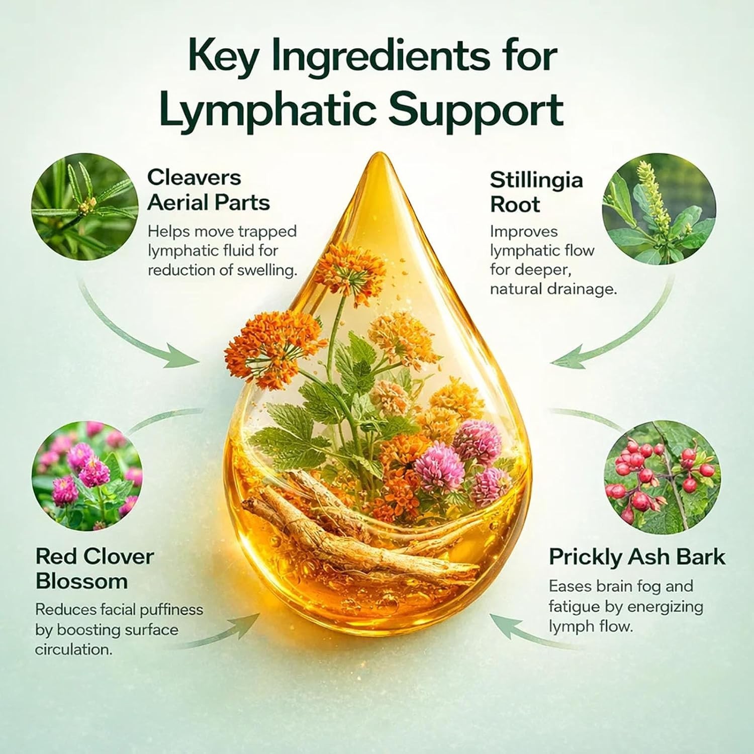 New Lymphoria – Lymphatic Drainage Bloat Relief – Detox, & Immune Support 59ml