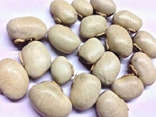 White Kaunch Seeds Mucuna Pruriens Indian Velvet Bean Konch Beej (100gm) 3.5oz