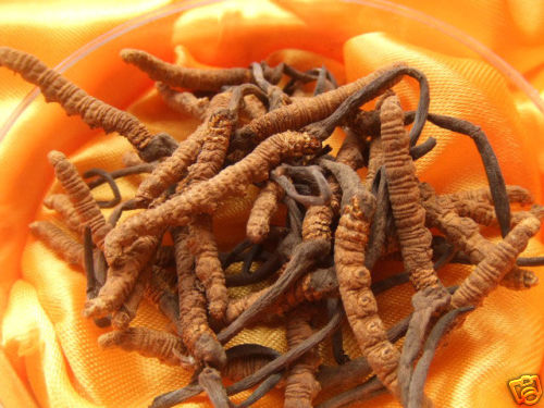 Wild Cordyceps Dong Chong Xia Cao 2 G