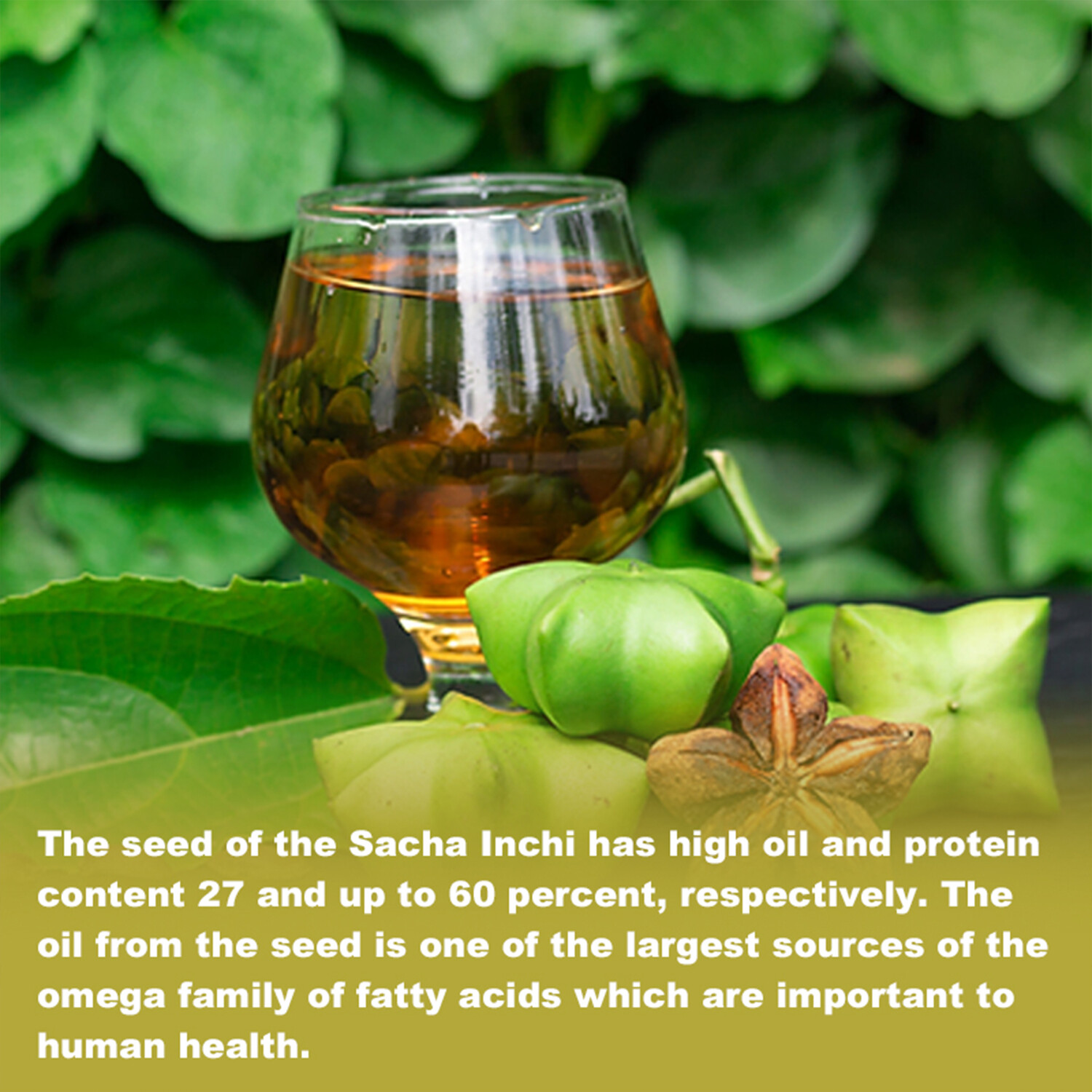 120pcs Sacha Inchi Oil 600mg – for Skin,Hair Health, Antioxidant, Immune Support